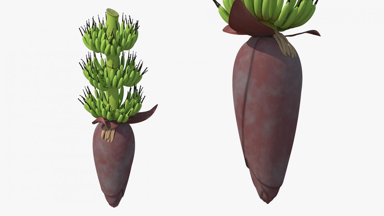 3D Blooming Banana Cluster model