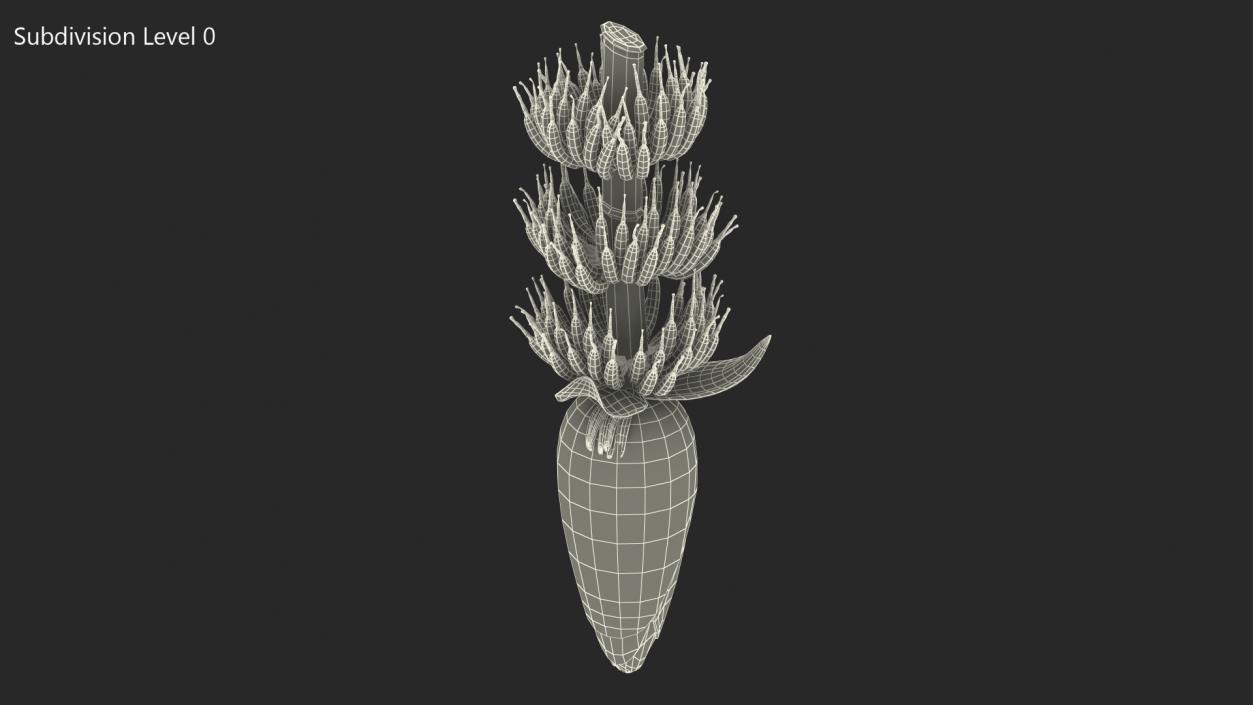 3D Blooming Banana Cluster model