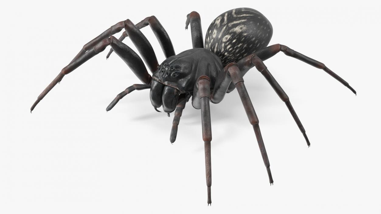 Australian Black House Spider 3D model