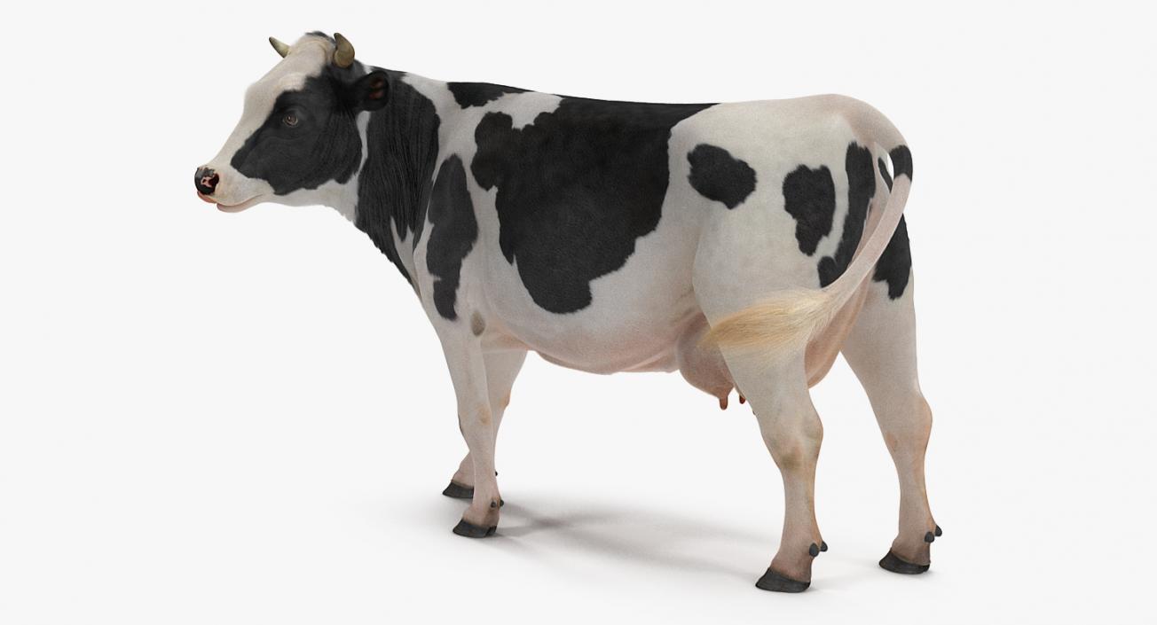 3D Holstein Cow with Fur