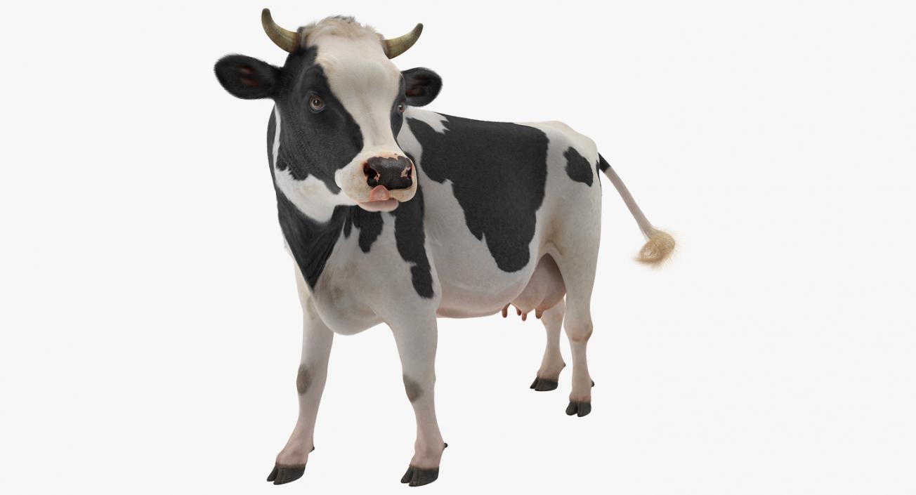 3D Holstein Cow with Fur