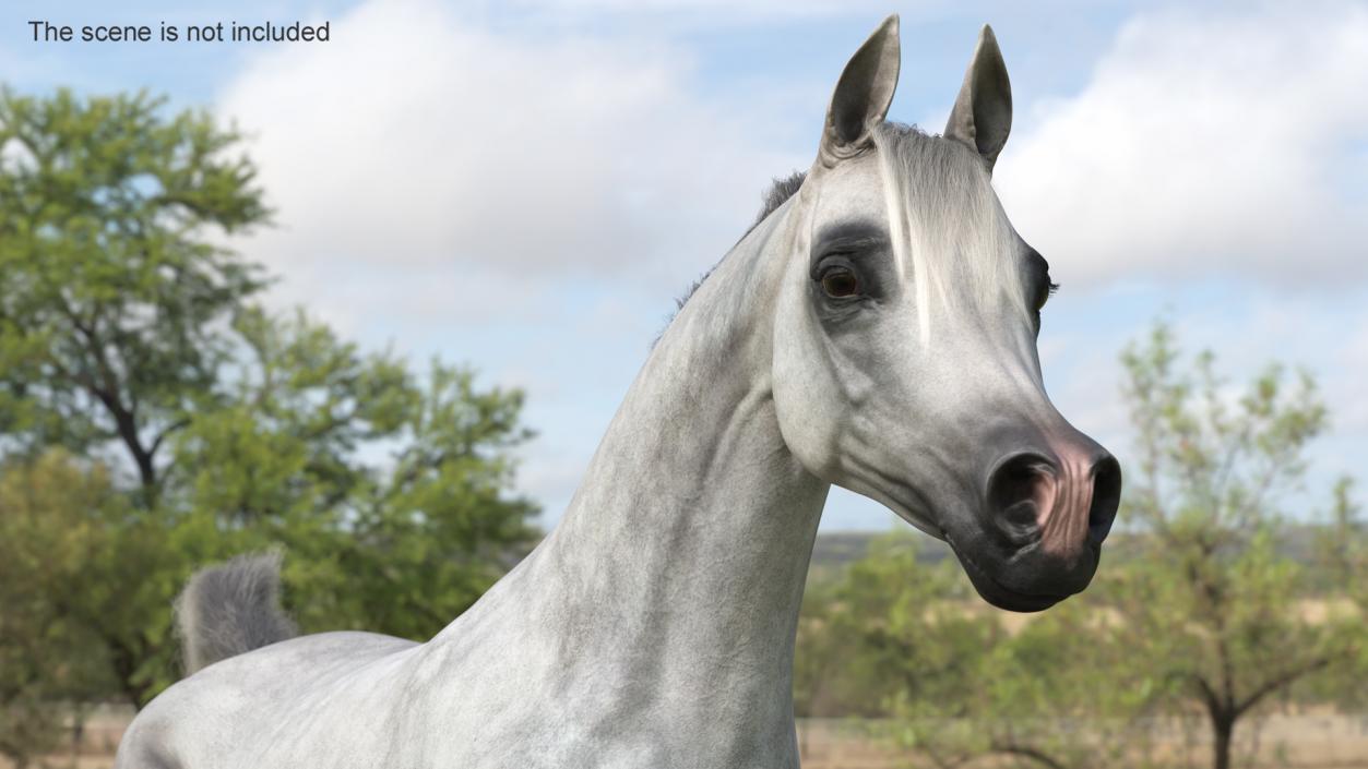 3D model Galloping Arabian Horse Gray Dappled Fur