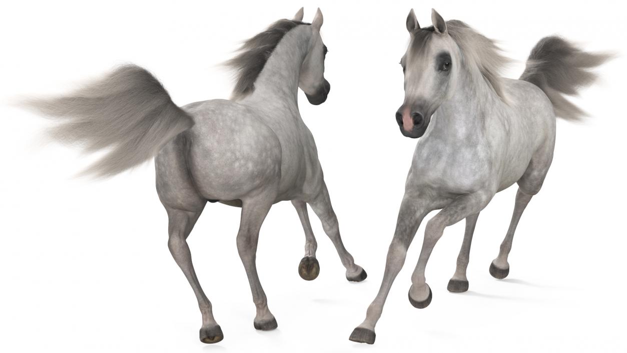 3D model Galloping Arabian Horse Gray Dappled Fur