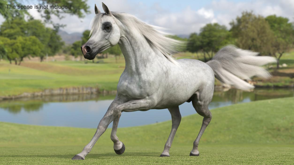 3D model Galloping Arabian Horse Gray Dappled Fur