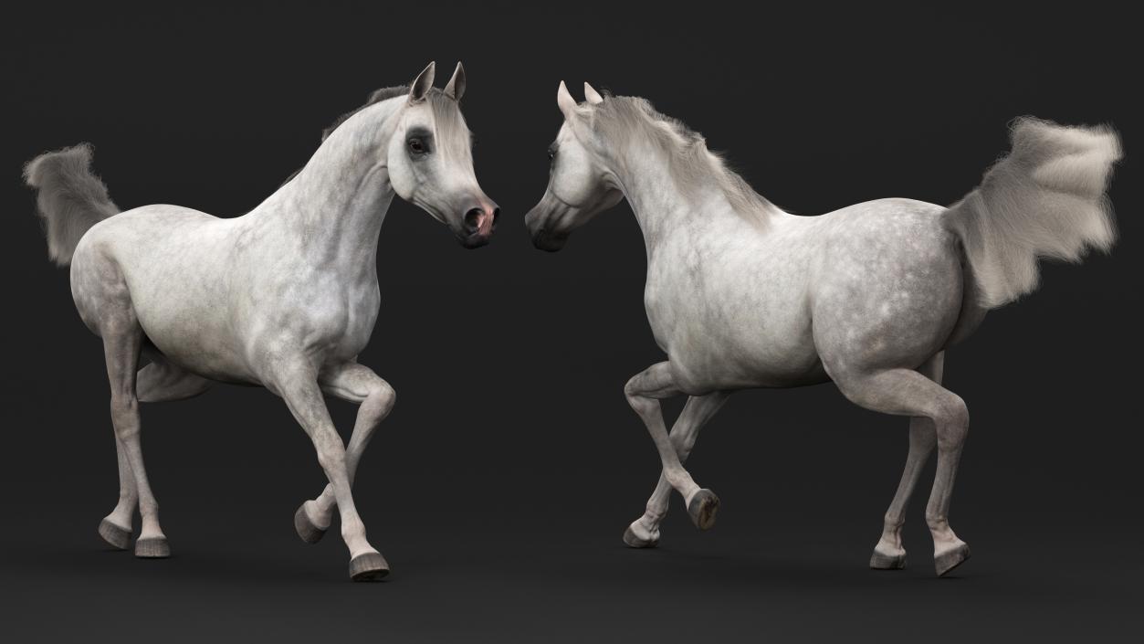 3D model Galloping Arabian Horse Gray Dappled Fur