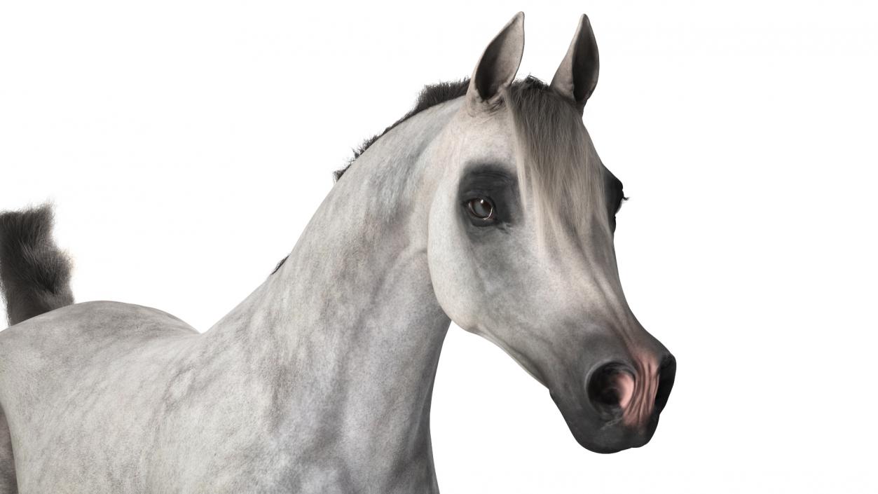 3D model Galloping Arabian Horse Gray Dappled Fur