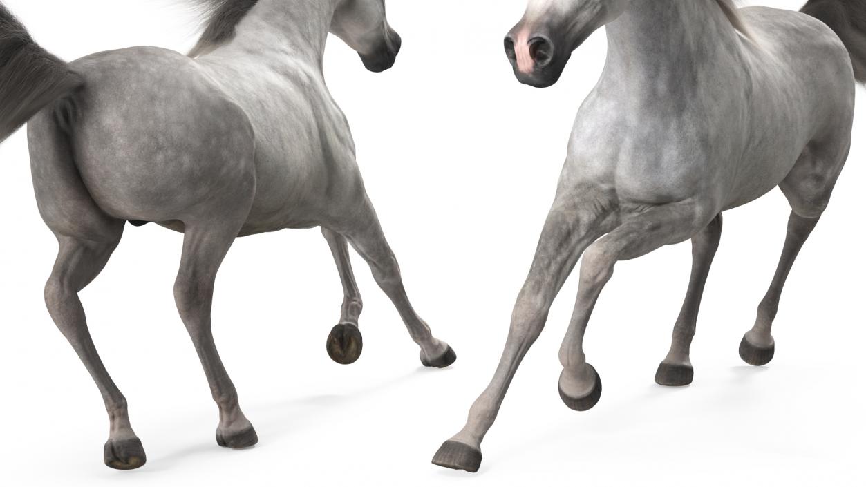 3D model Galloping Arabian Horse Gray Dappled Fur