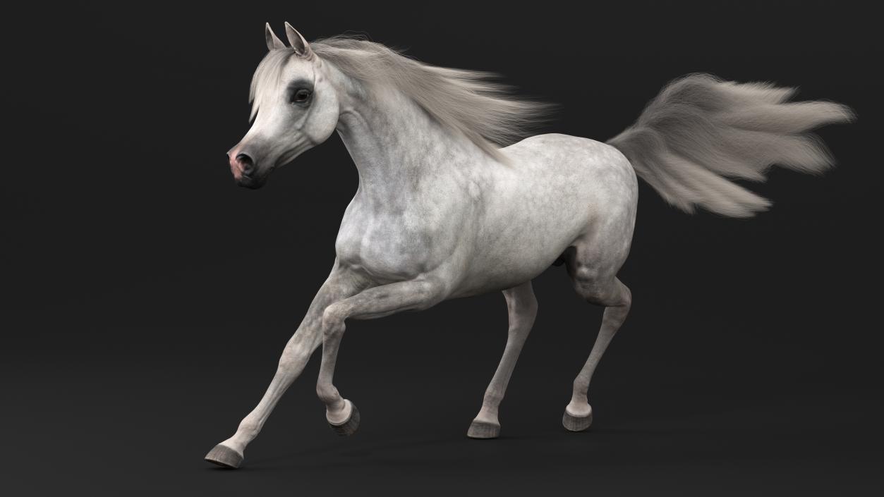 3D model Galloping Arabian Horse Gray Dappled Fur