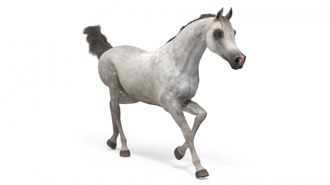 3D model Galloping Arabian Horse Gray Dappled Fur