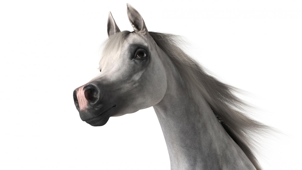 3D model Galloping Arabian Horse Gray Dappled Fur