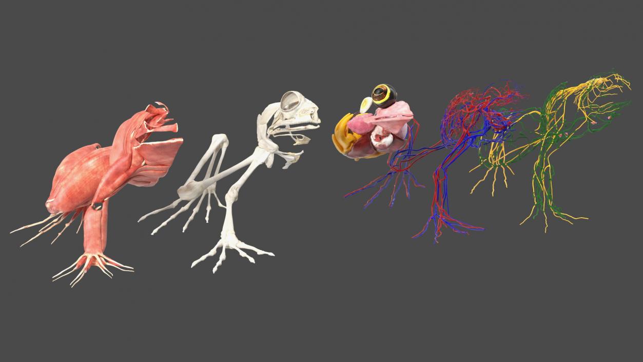 3D model Frog Anatomy Right Side Transparent