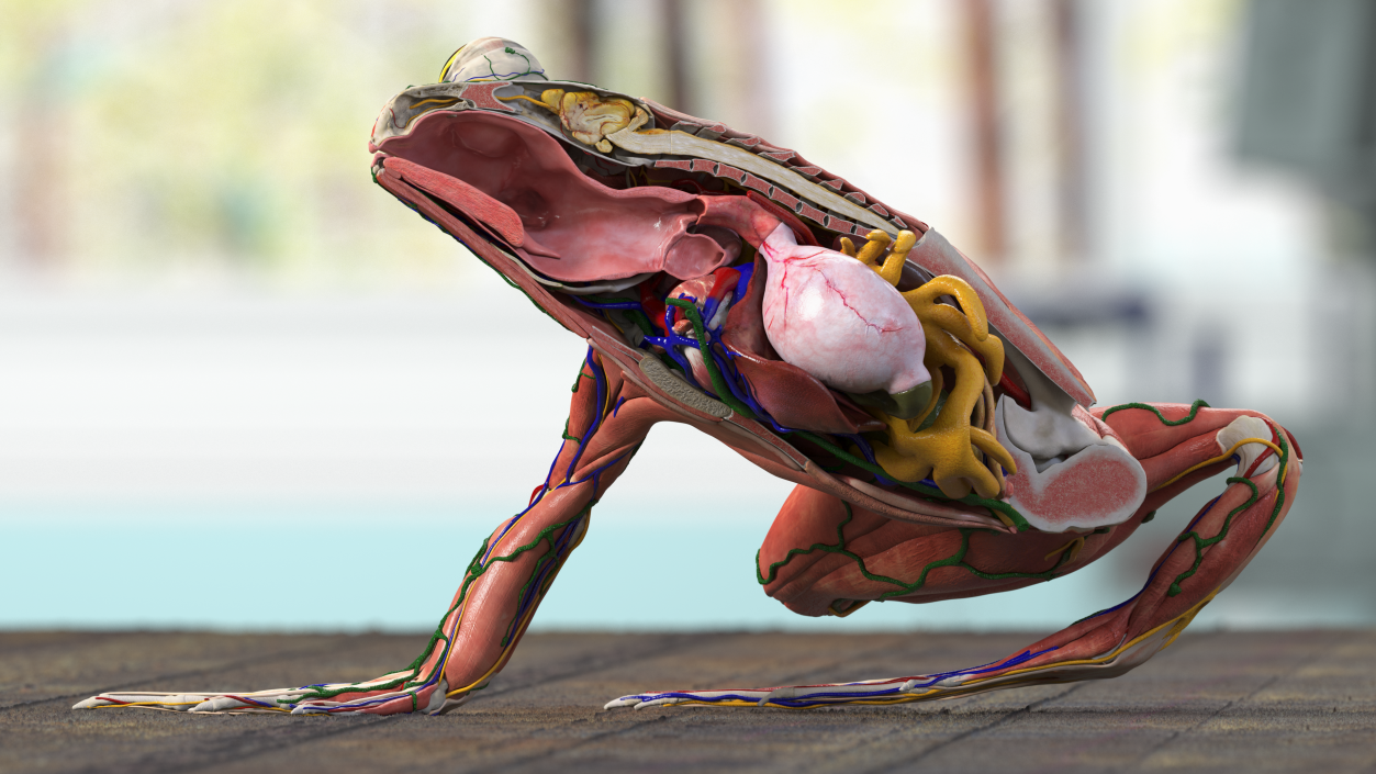 3D model Frog Anatomy Right Side Transparent