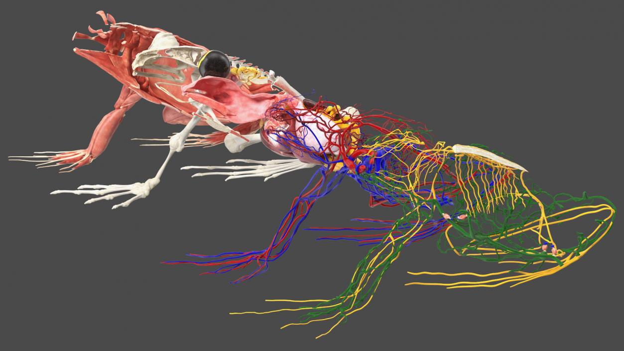 3D model Frog Anatomy Right Side Transparent