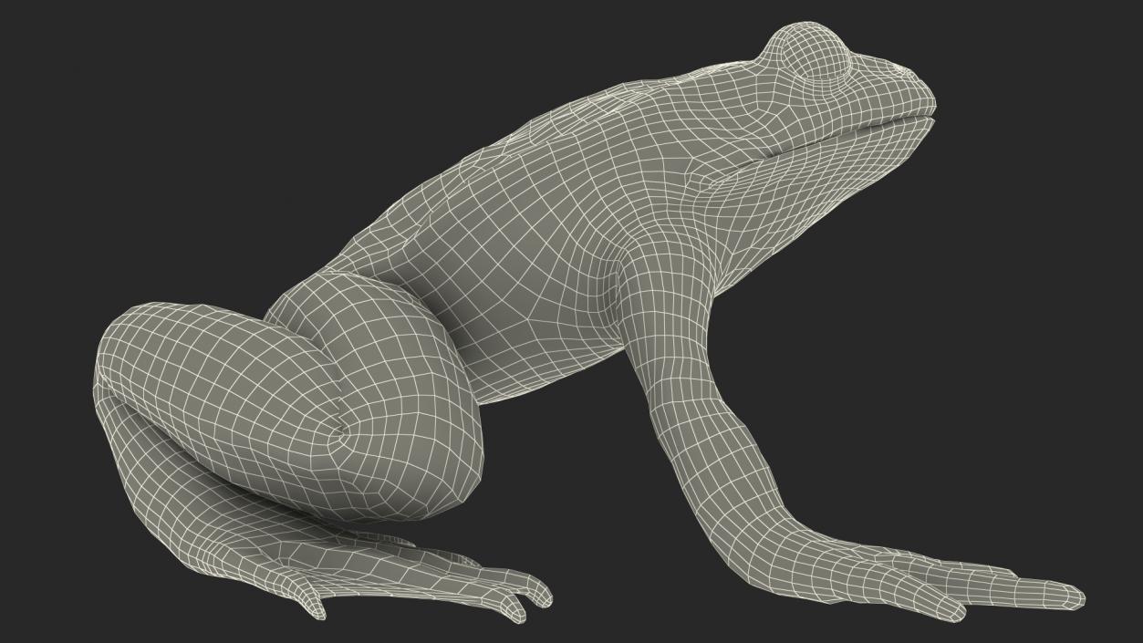 3D model Frog Anatomy Right Side Transparent