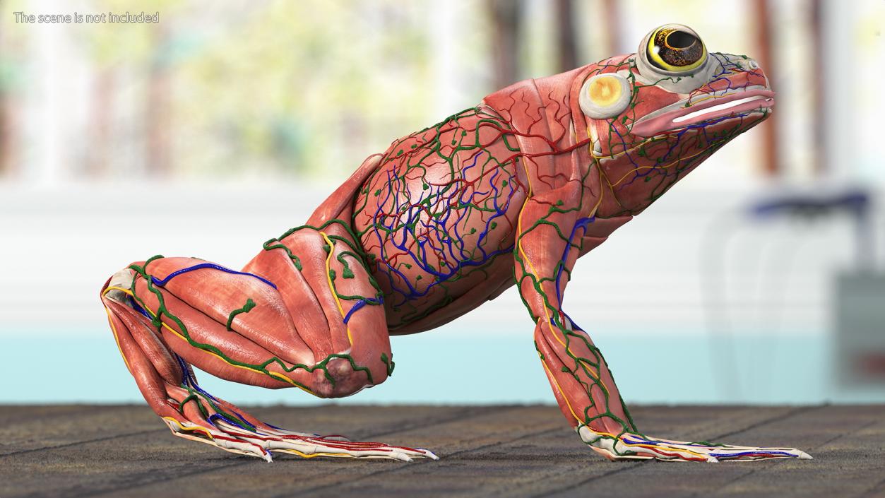 3D model Frog Anatomy Right Side Transparent