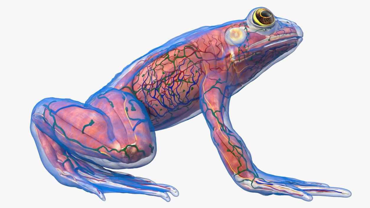 3D model Frog Anatomy Right Side Transparent