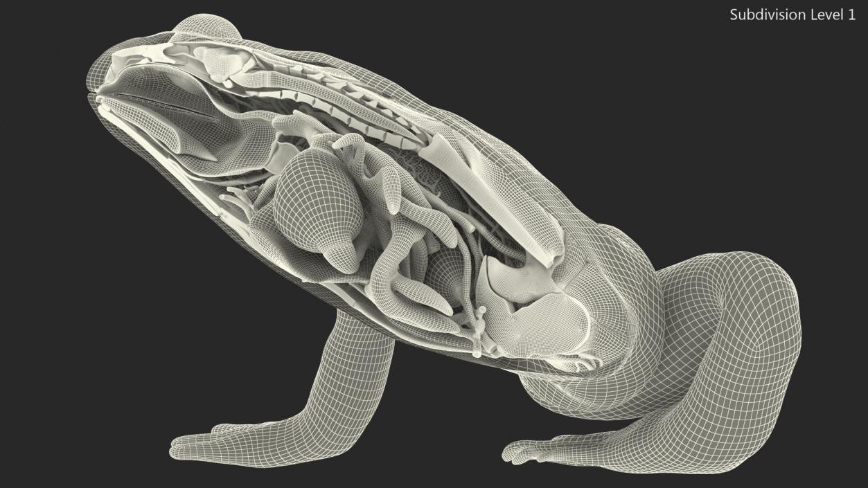 3D model Frog Anatomy Right Side Transparent