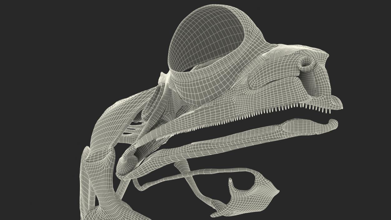 3D model Frog Anatomy Right Side Transparent