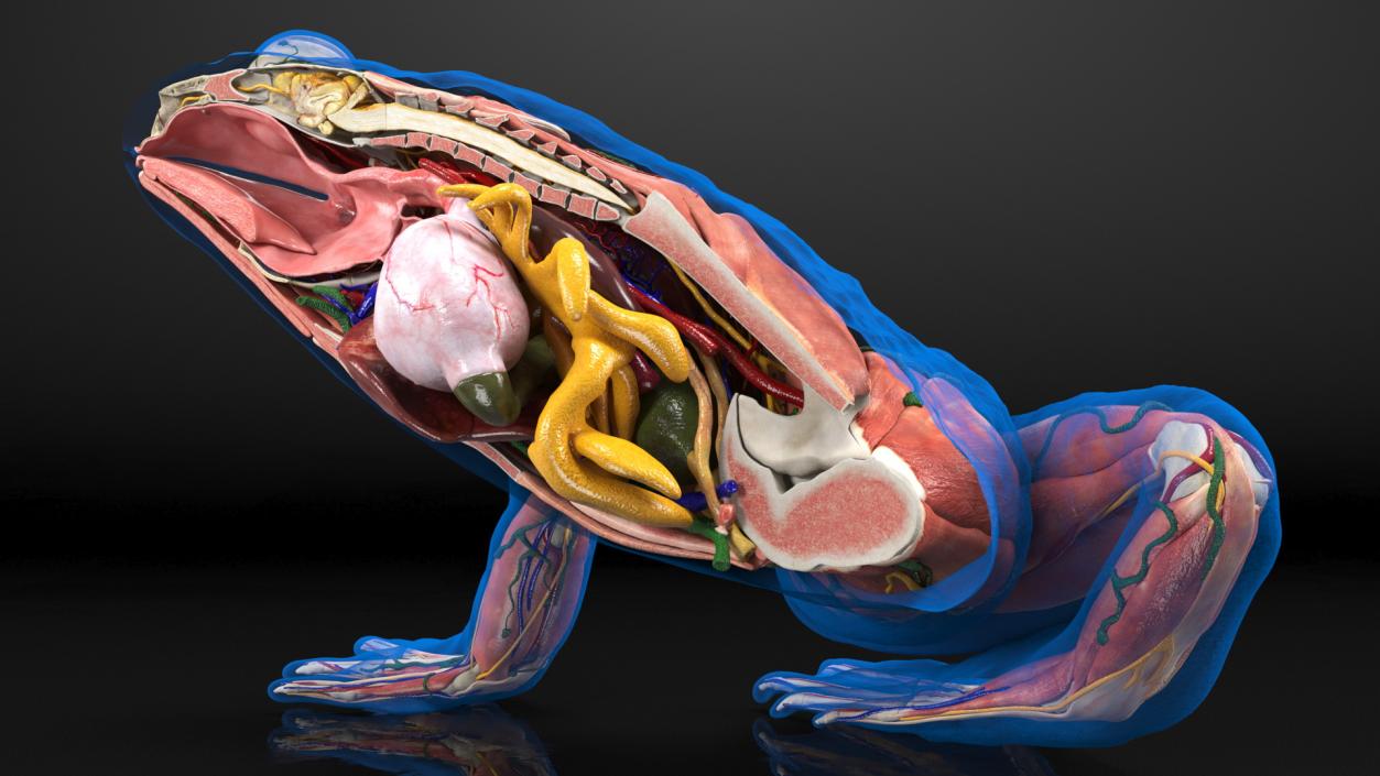 3D model Frog Anatomy Right Side Transparent