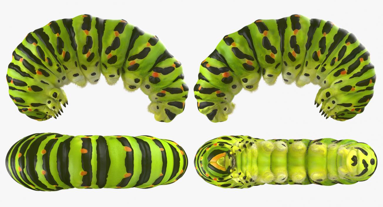 Caterpillar Pose 3 with Fur 3D