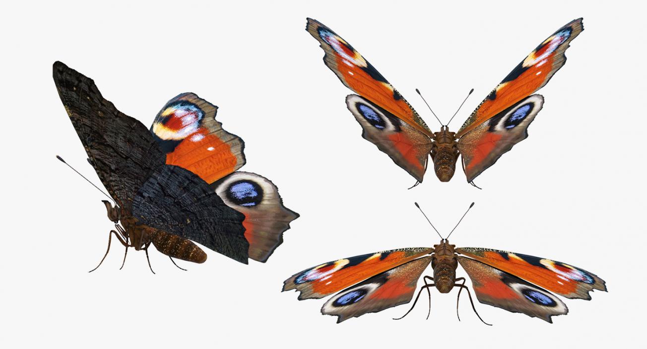 Rigged Flying Insects Collection 2 3D model