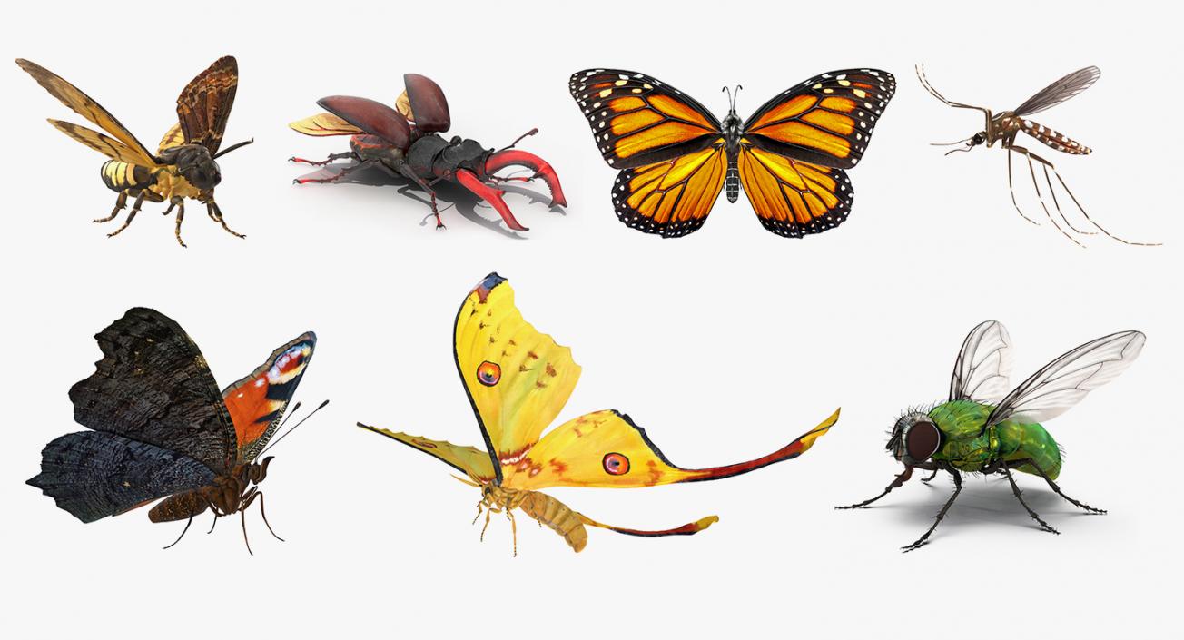 Rigged Flying Insects Collection 2 3D model