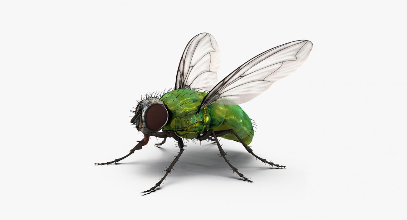 Rigged Flying Insects Collection 2 3D model