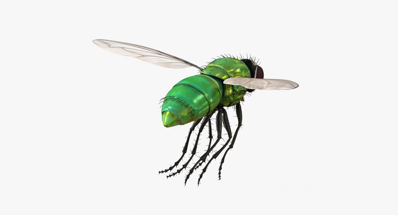 Rigged Flying Insects Collection 2 3D model