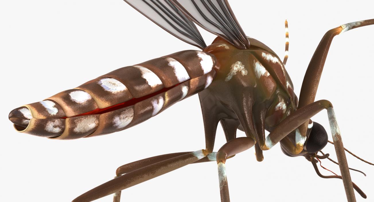 Rigged Flying Insects Collection 2 3D model