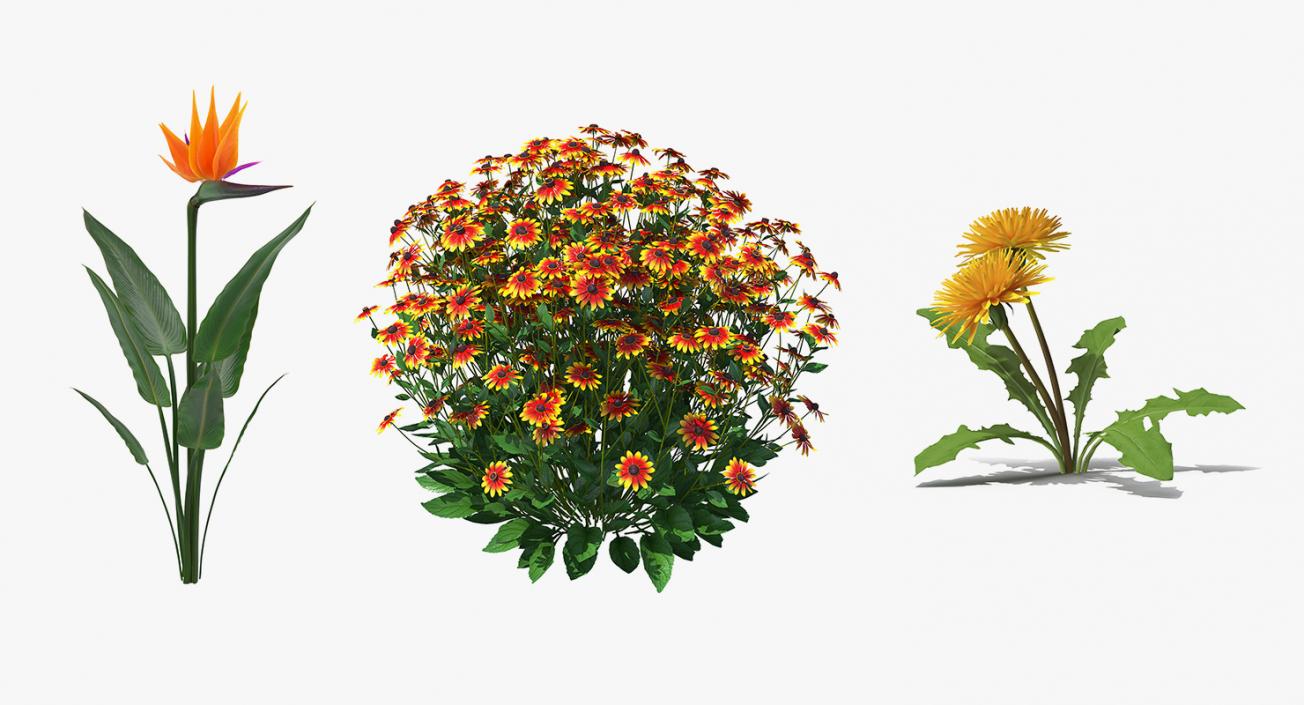 Flowering Plants Collection 3D