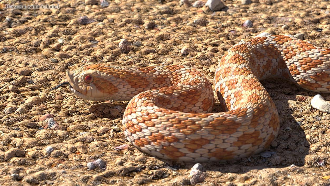 3D Beige Hognose Snake Rigged