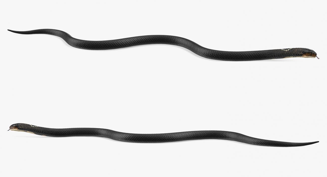 3D model Dark Cobra Snake Crawling