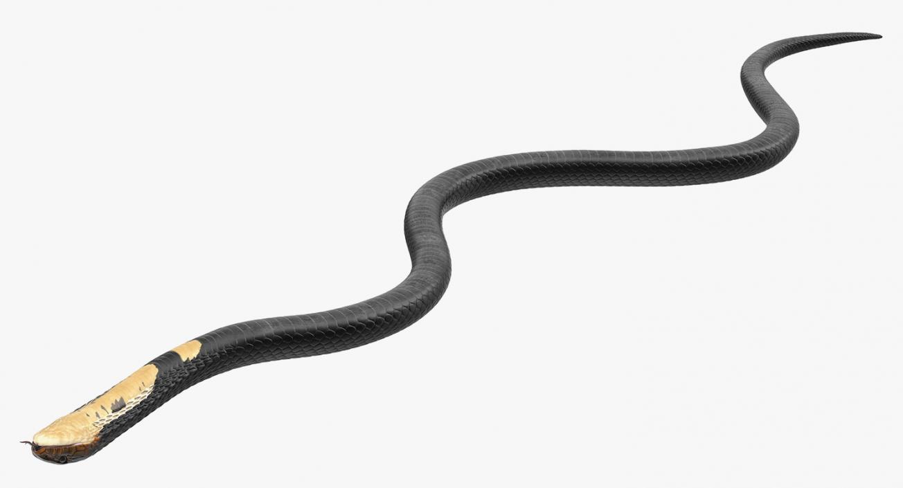 3D model Dark Cobra Snake Crawling