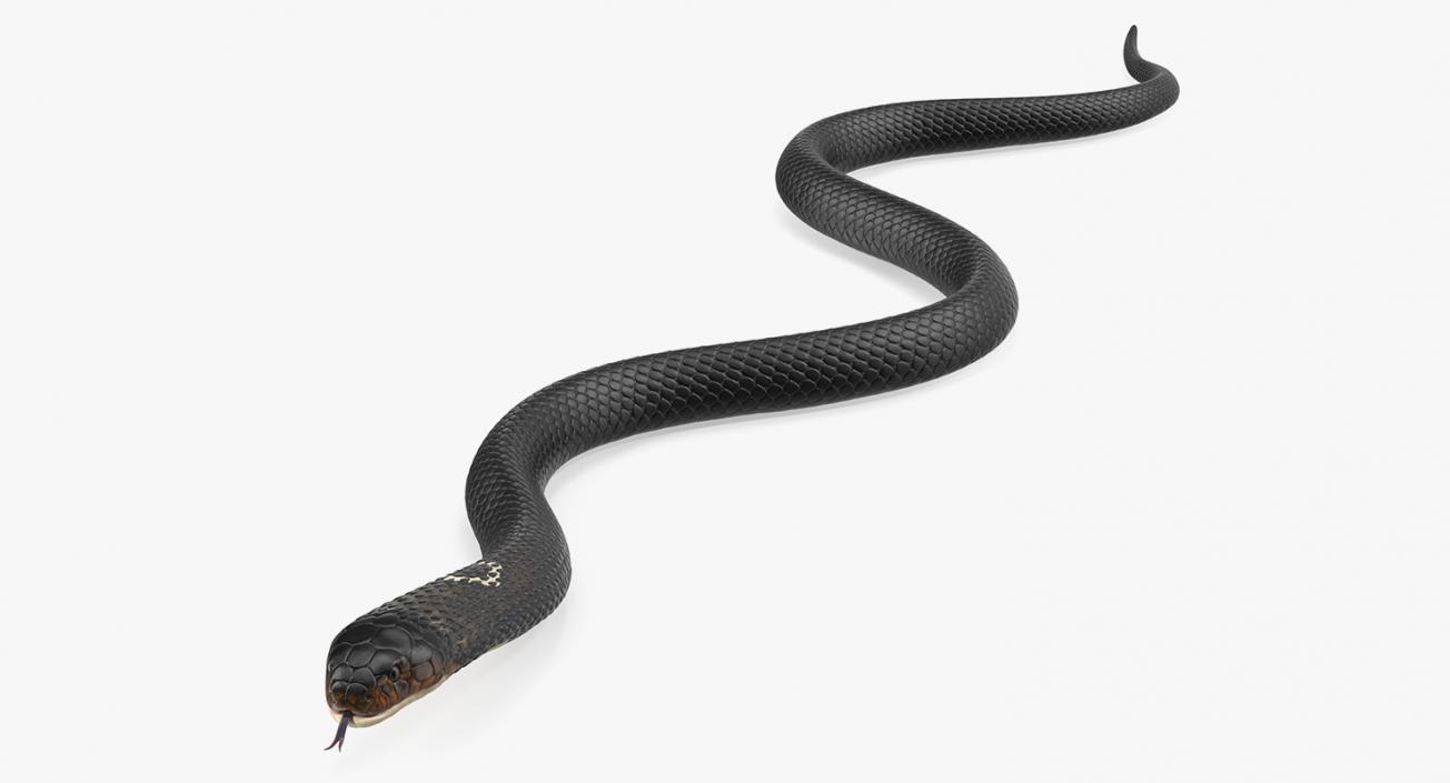 3D model Dark Cobra Snake Crawling