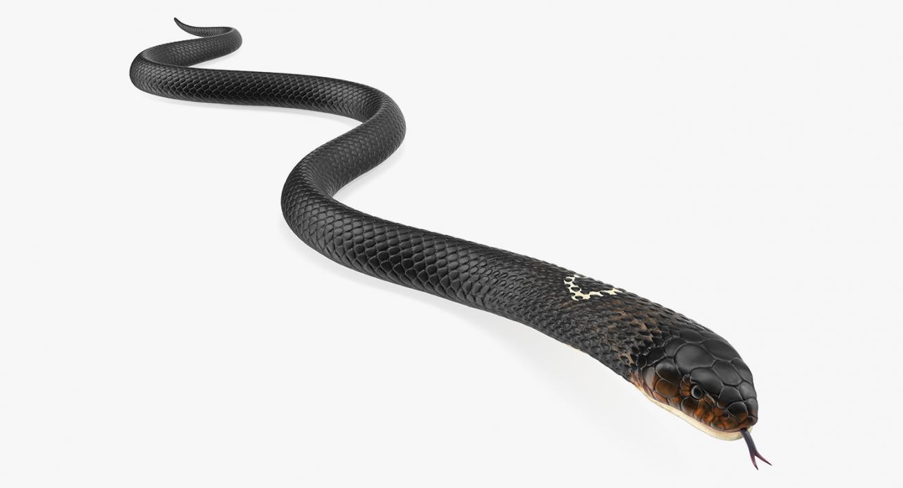 3D model Dark Cobra Snake Crawling