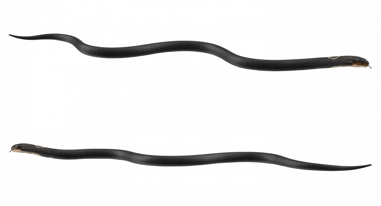 3D model Dark Cobra Snake Crawling