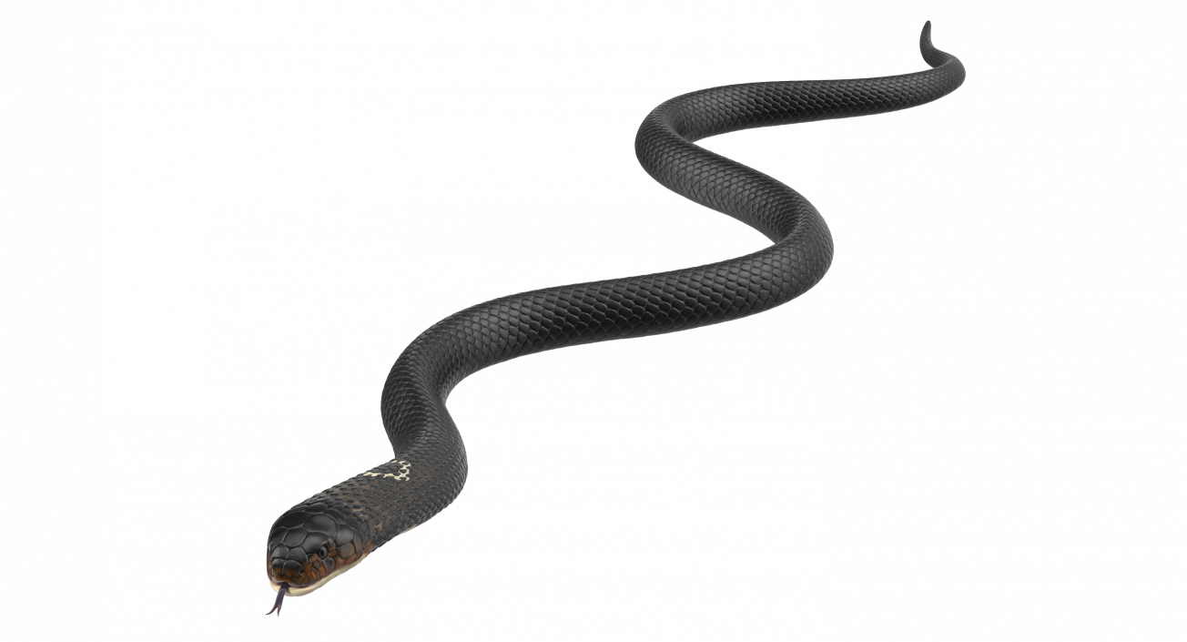 3D model Dark Cobra Snake Crawling