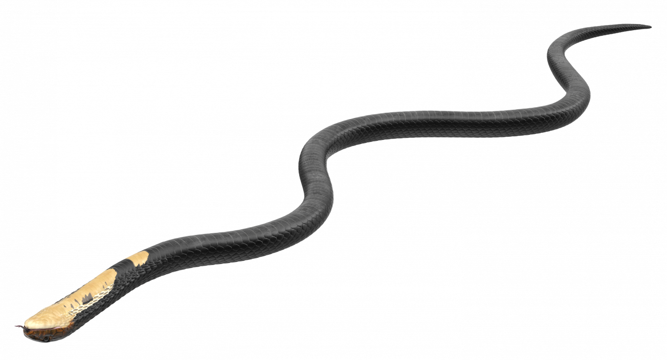 3D model Dark Cobra Snake Crawling