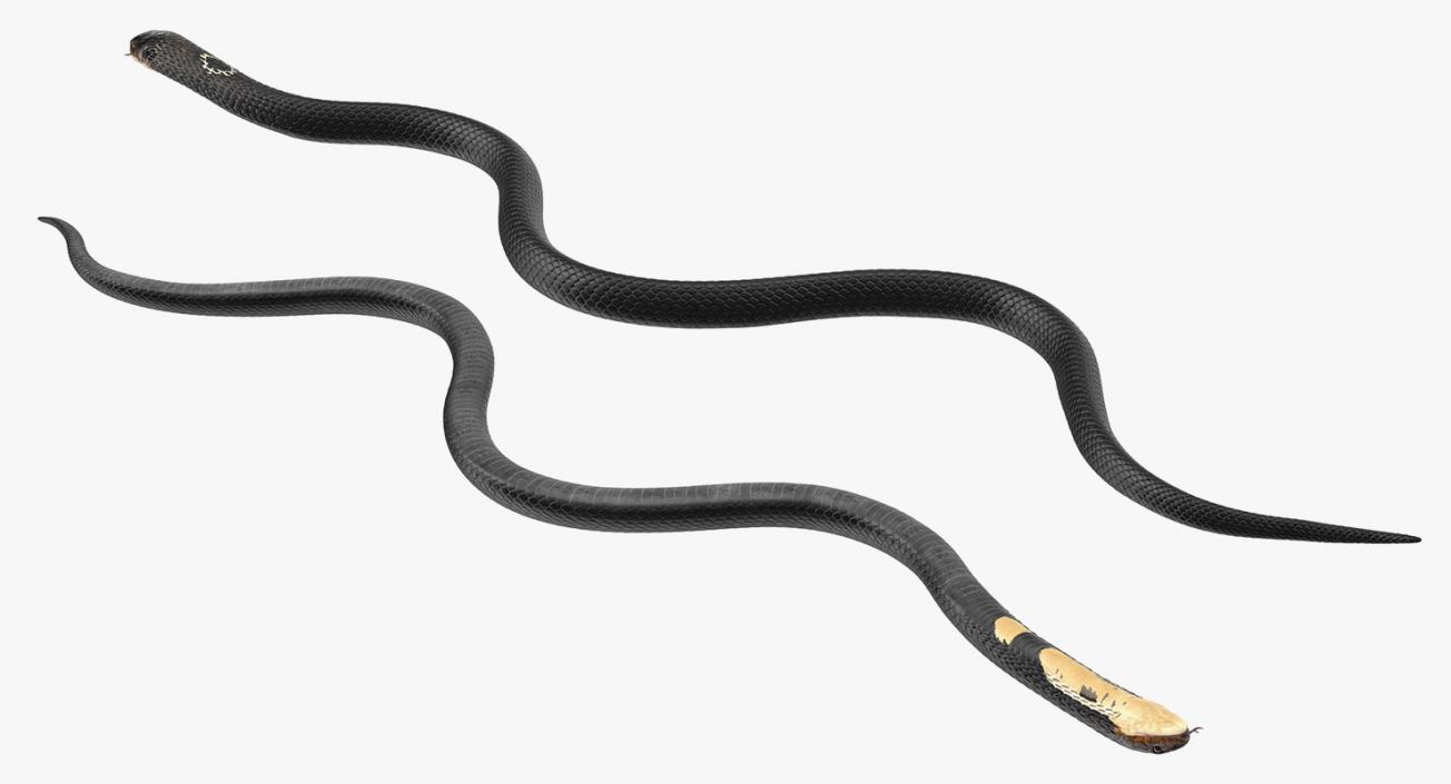 3D model Dark Cobra Snake Crawling