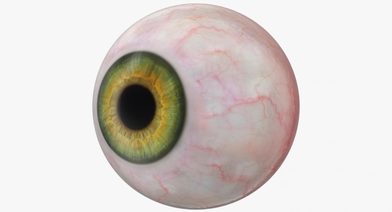 3D model Realistic Human Eyeballs Collection