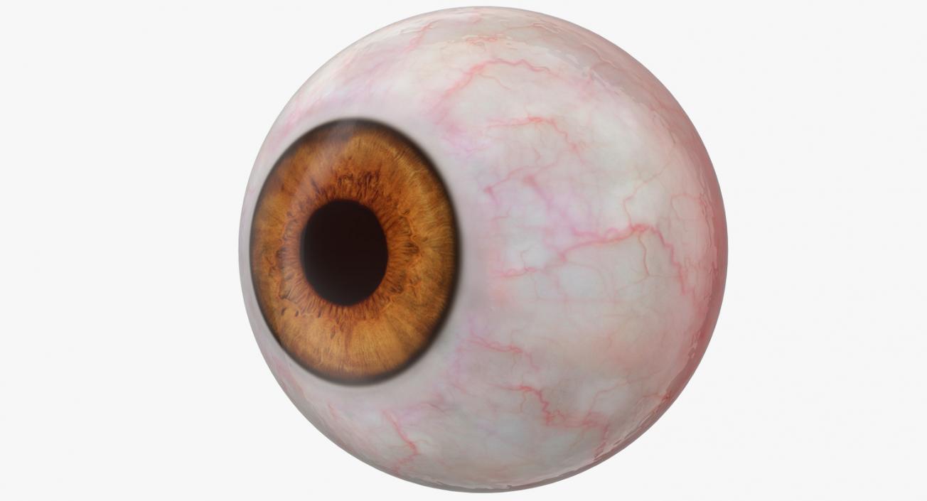 3D model Realistic Human Eyeballs Collection