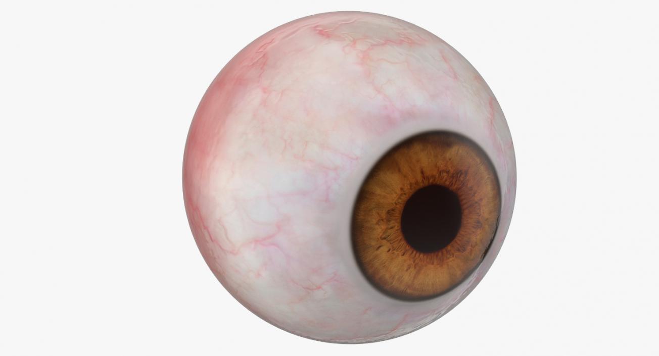 3D model Realistic Human Eyeballs Collection