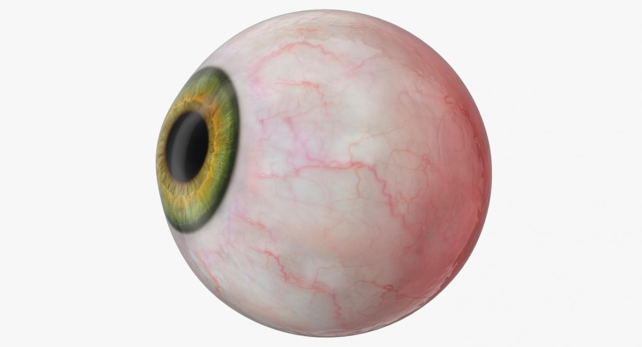 3D model Realistic Human Eyeballs Collection