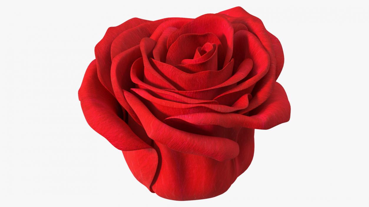 Rose Bud Red 3D