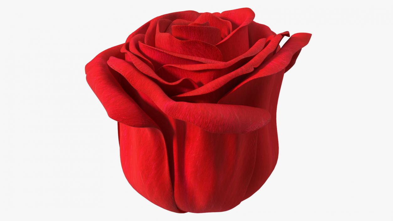 Rose Bud Red 3D