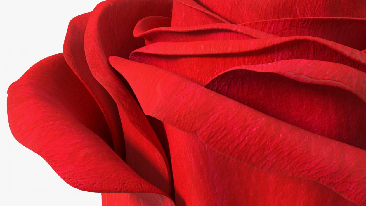 Rose Bud Red 3D