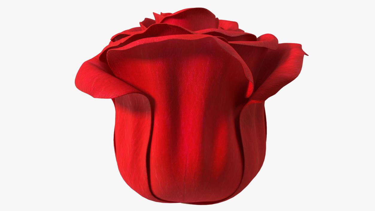 Rose Bud Red 3D