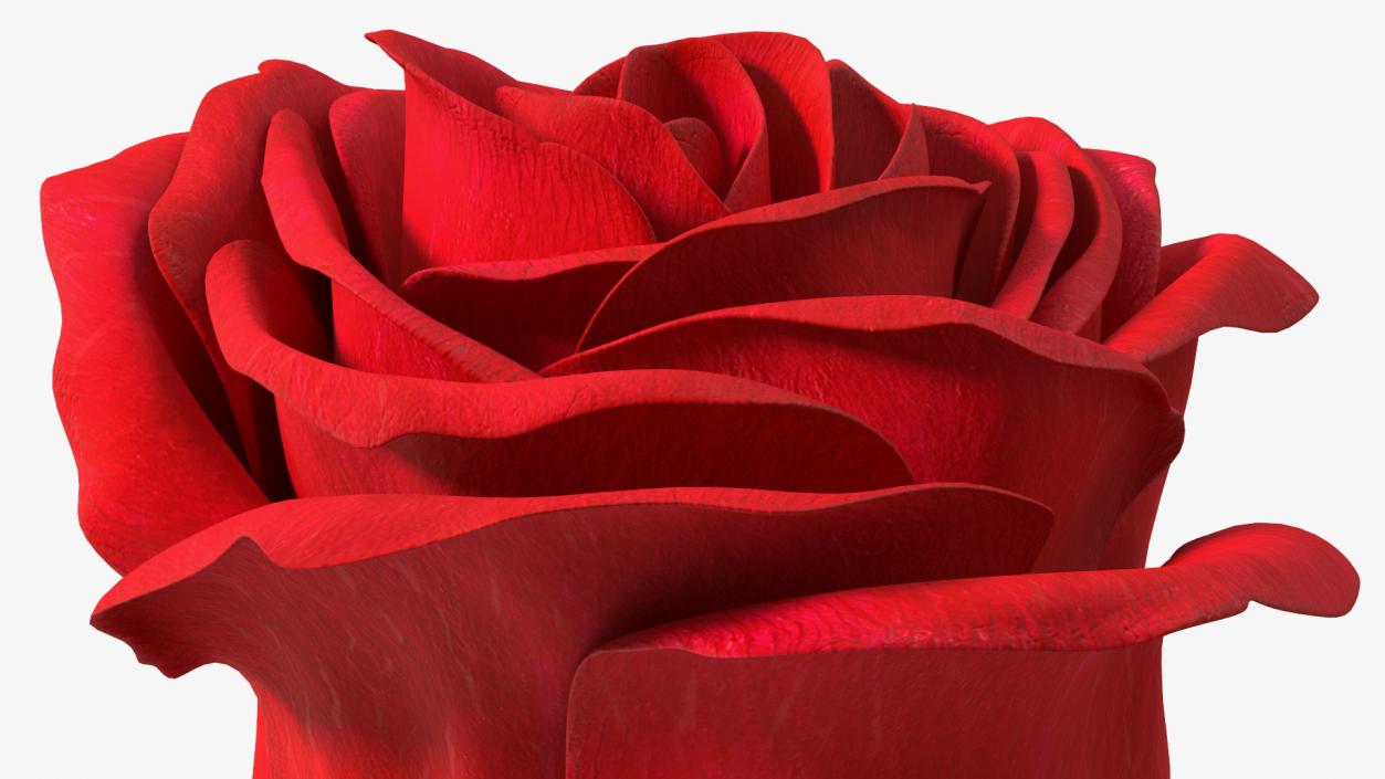 Rose Bud Red 3D