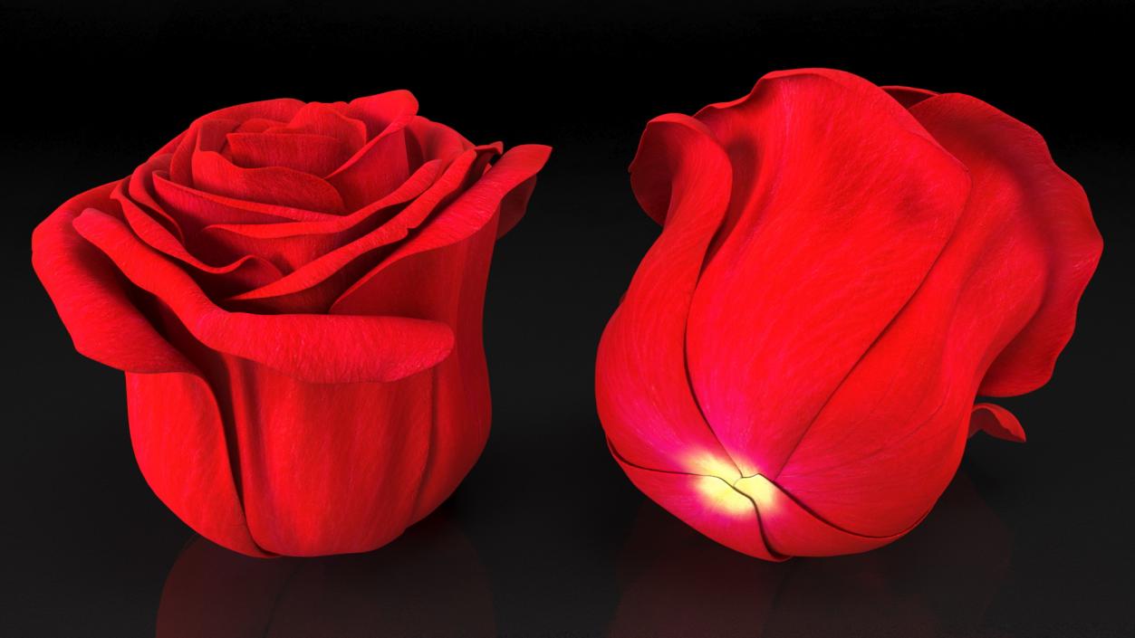 Rose Bud Red 3D