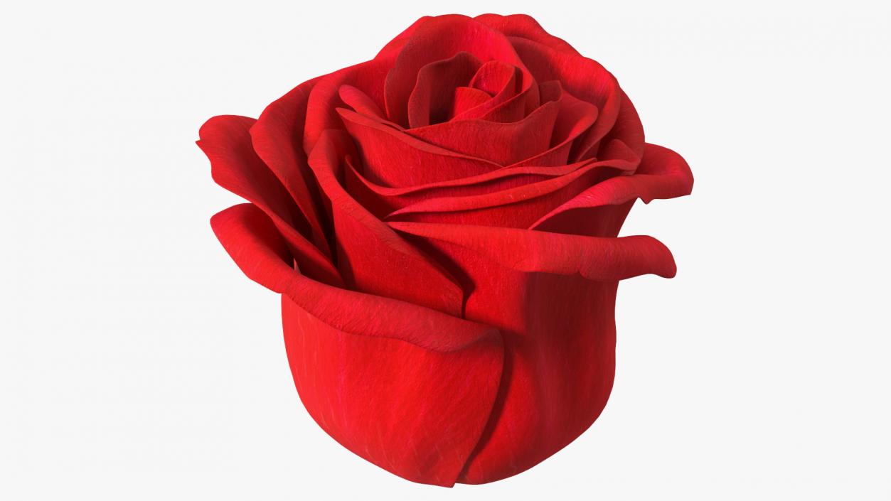 Rose Bud Red 3D